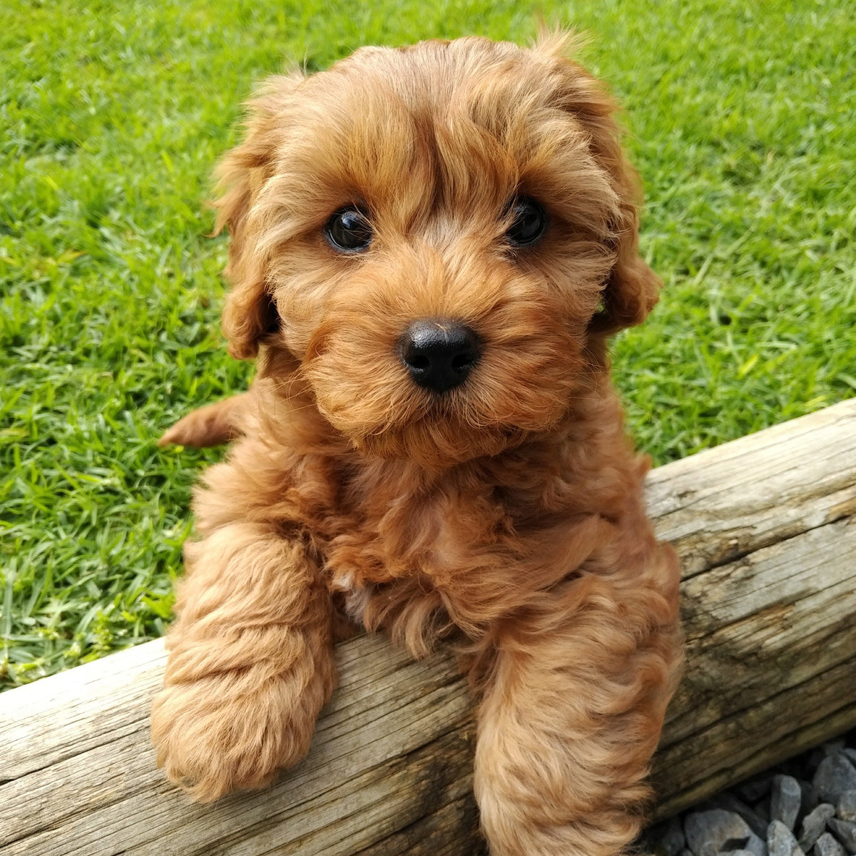 Cavoodle Calendar 2025