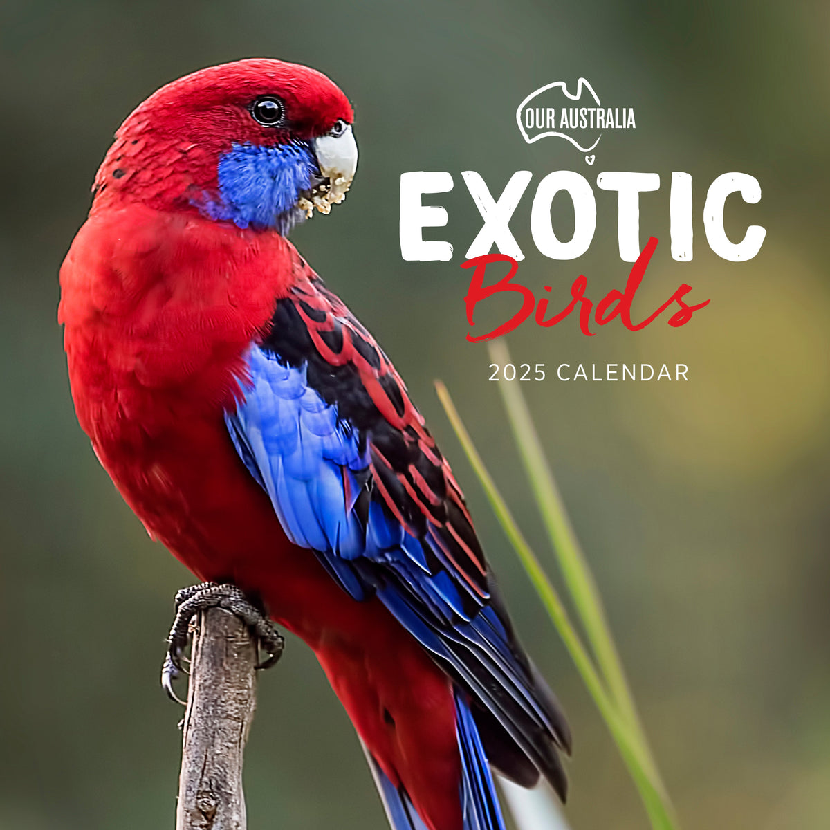 Our Australia Exotic Birds 2025 Calendar Paper Pocket