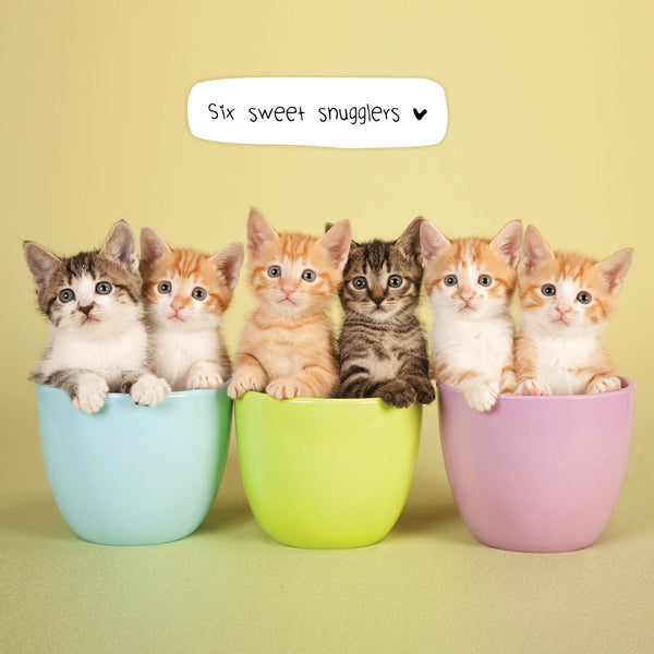 Cats In Small Places 2026 Calendar Internal Image