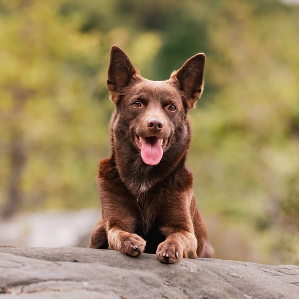 Farm Dogs 2026 Calendar Internal Image