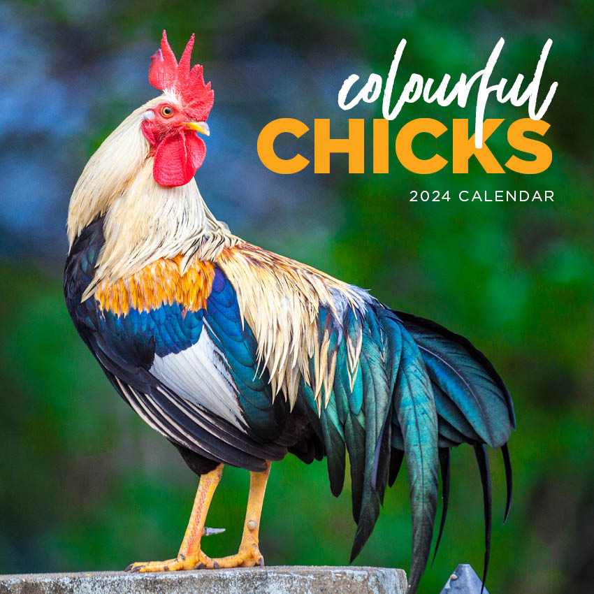 2024 Colourful Chicks Calendar Paper Pocket