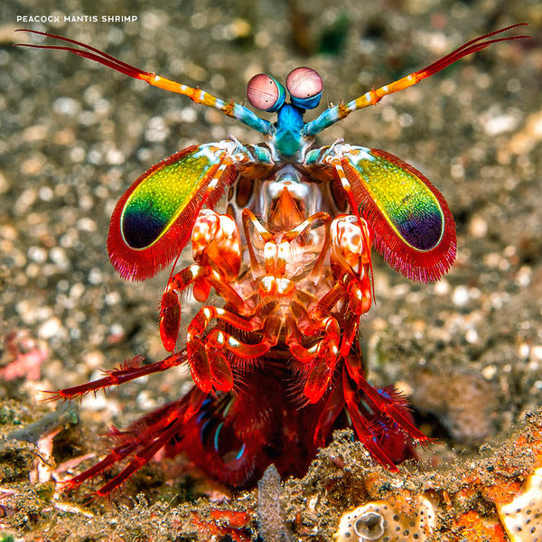 2024 Colourful Ocean Animals Calendar – Internal Image