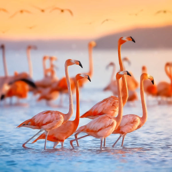 2024 Flamingos Calendar – Internal Image