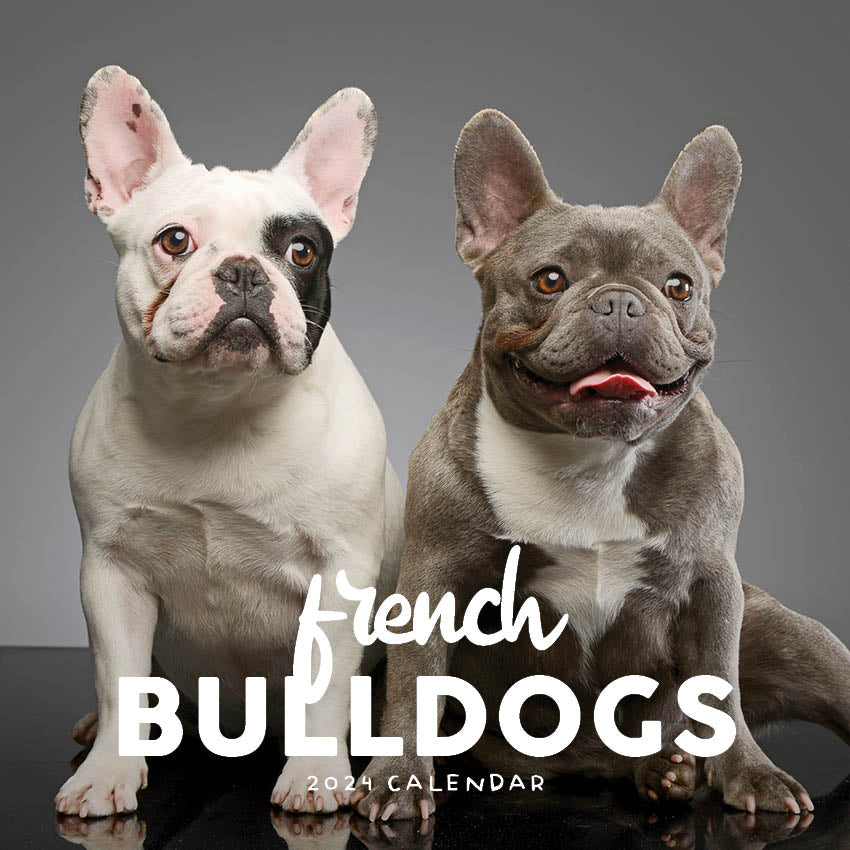 2024 French Bulldogs Calendar | Paper Pocket