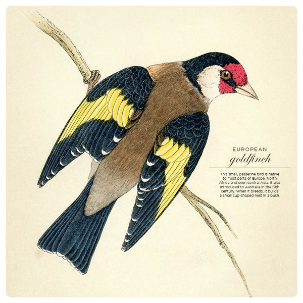 2024 Illustrated Birds Calendar – Internal Image