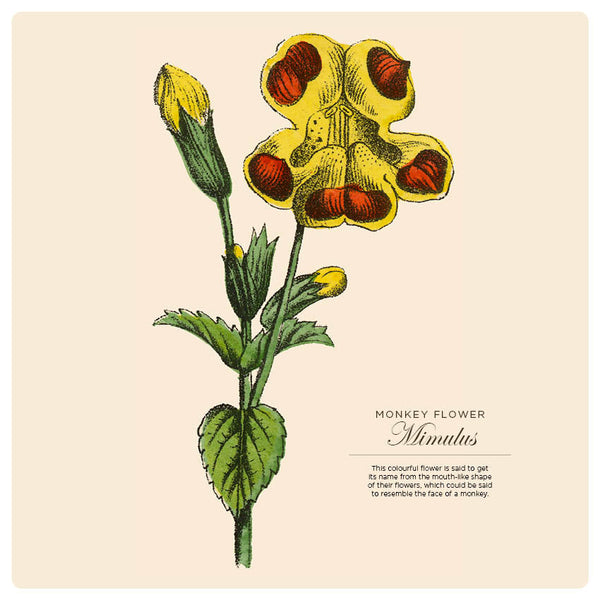 2024 Illustrated Botanicals Calendar – Internal Image