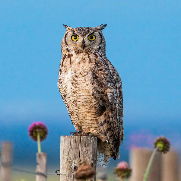 2024 Owls Calendar – Internal Image