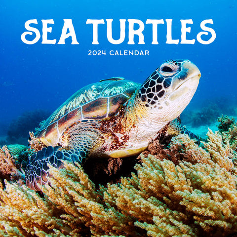 2024 Sea Turtles Calendar – Cover Image