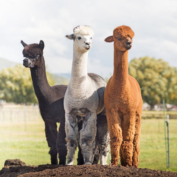 Alpacas Calendar 2025 Internal Image