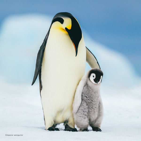 Baby Animals Calendar 2025 Internal Image