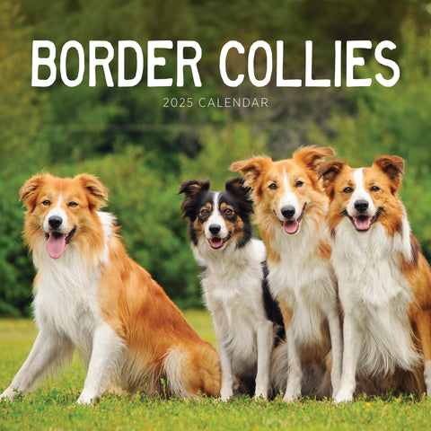 Border Collies Calendar 2025 Cover