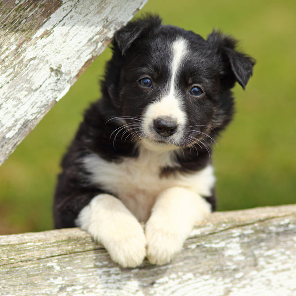 Border Collies Calendar 2025 Internal Image