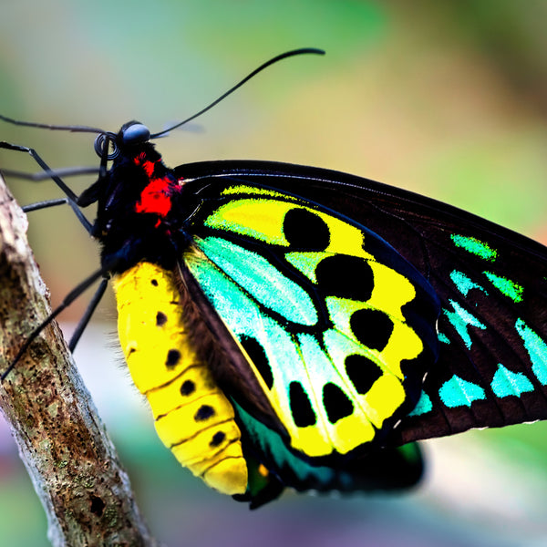 Butterflies Calendar 2025 Internal Image