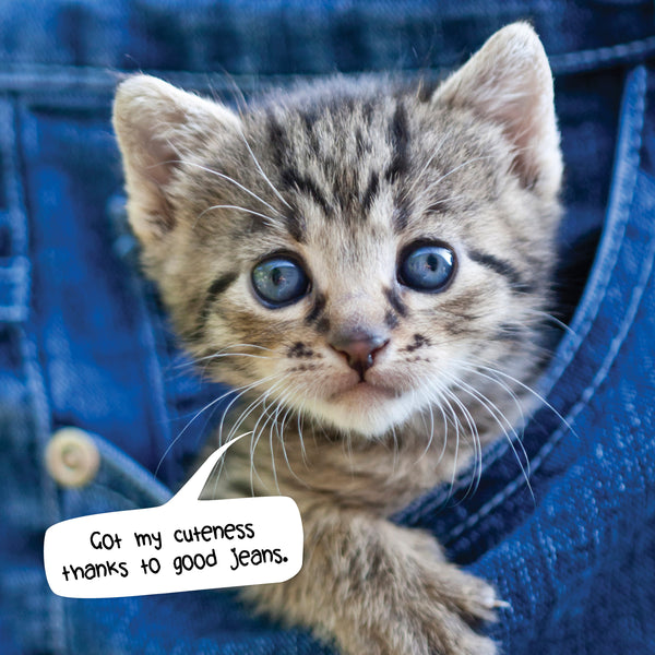 Cats in Small Places Calendar 2025 Internal Image