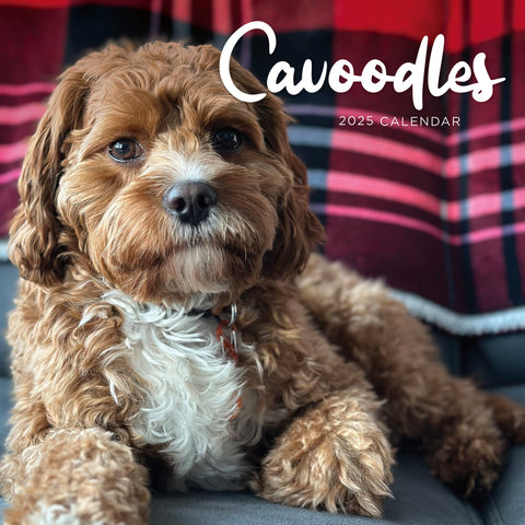 Cavoodles Calendar 2025 Cover
