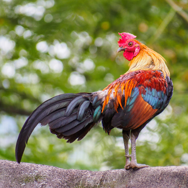Colourful Chicks Calendar 2025 Internal Image