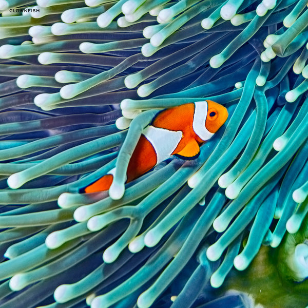 Colourful Ocean Animals Calendar 2025 Internal Image