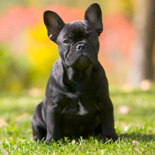 French Bulldogs Calendar 2025 Internal Image