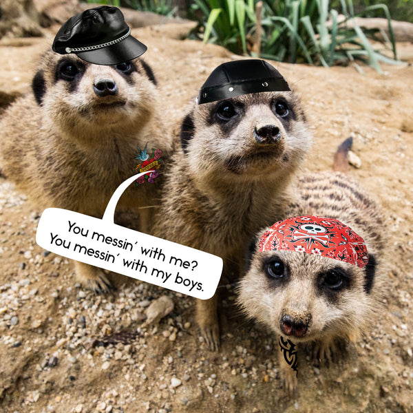 Gangs of Meerkat Manor Calendar 2025 Internal Image