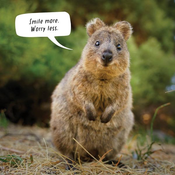Happy Quokka Calendar 2025 Internal Image