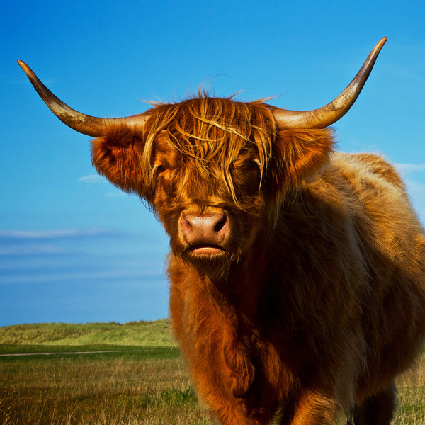 Highland Cows Calendar 2025 Internal Image