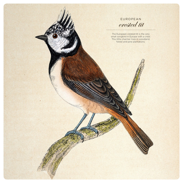 Illustrated Birds Calendar 2025 Internal Image