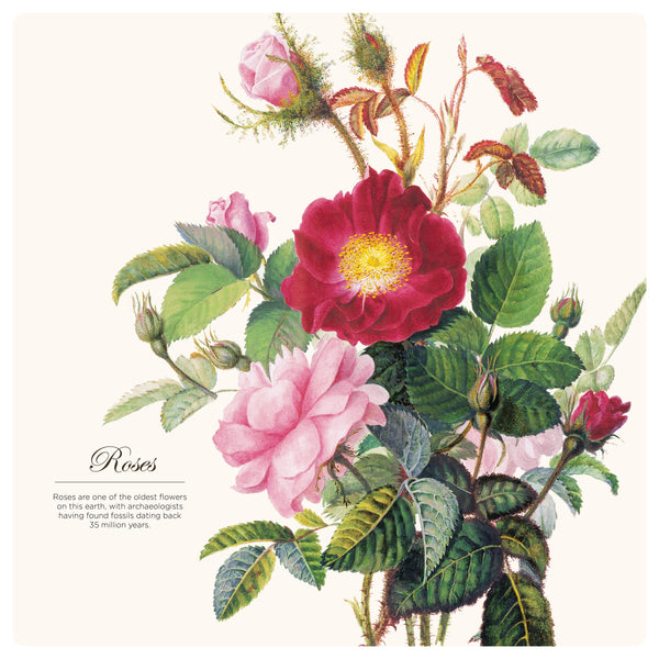 Illustrated Botanicals Calendar 2025 Internal Image