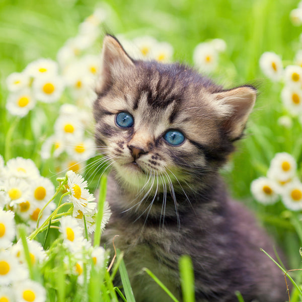 Kittens Calendar 2025 Internal Image