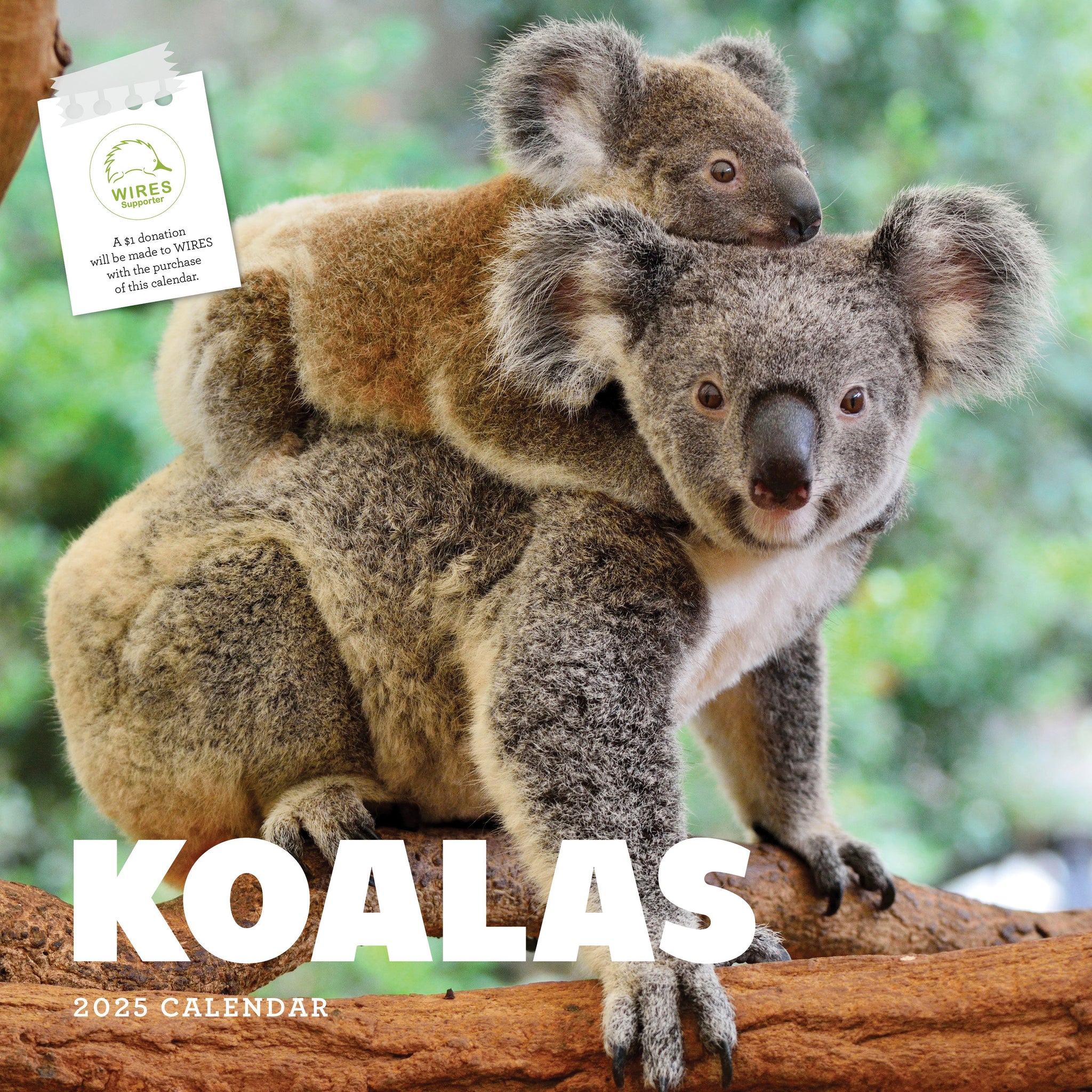 Koalas Calendar 2025 Cover