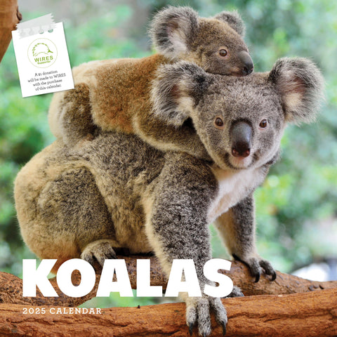 Koalas Calendar 2025 Cover