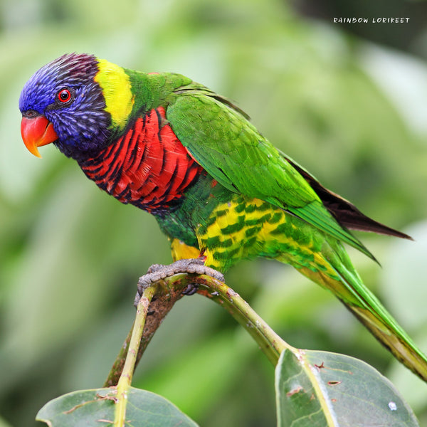 Our Aust. Exotic Birds Calendar 2025 Internal Image