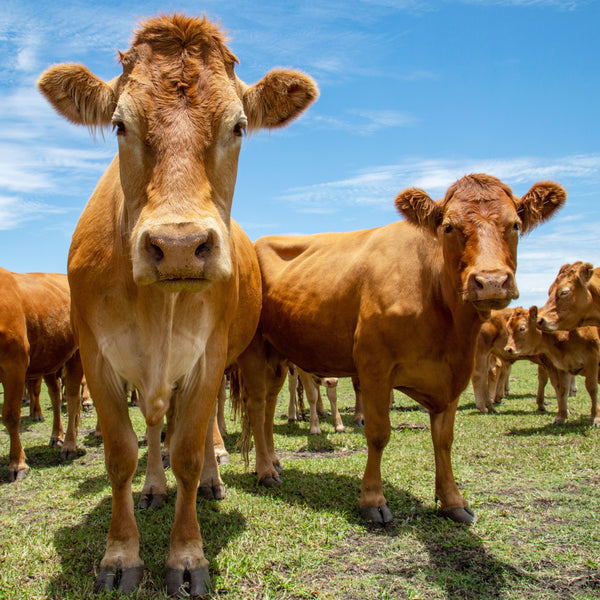 Our Aust. Farm Animals Calendar 2025 Internal Image