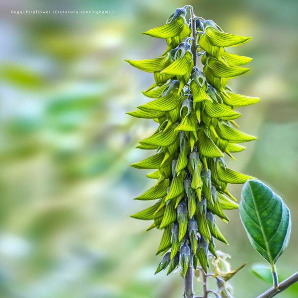 Our Aust. Flowers Calendar 2025 Internal Image