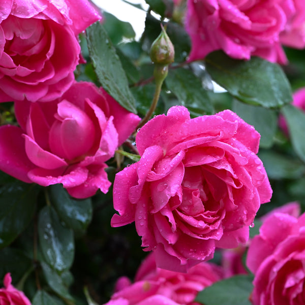 Our Aust. Roses Calendar 2025 Internal Image