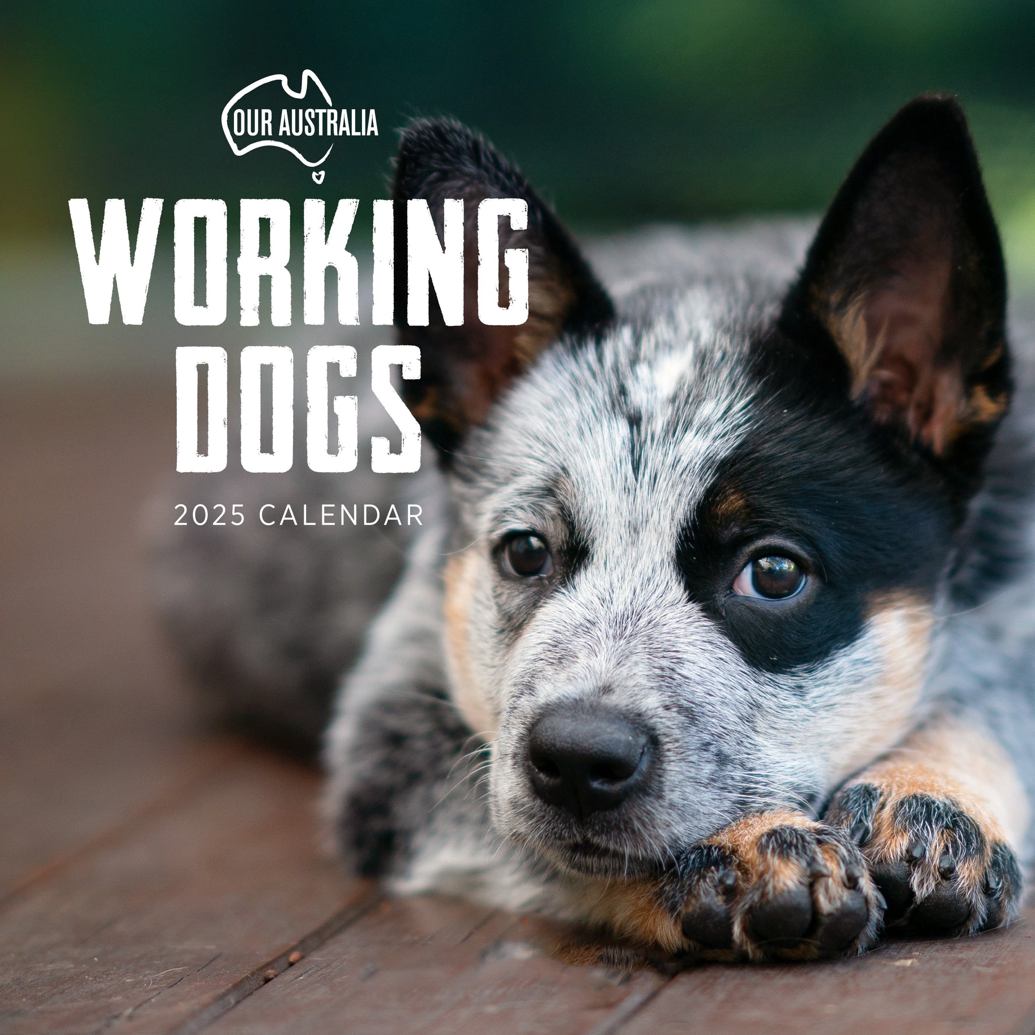 Our Aust. Working Dogs Calendar 2025 Cover