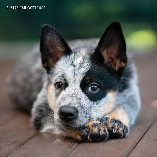 Our Aust. Working Dogs Calendar 2025 Internal Image