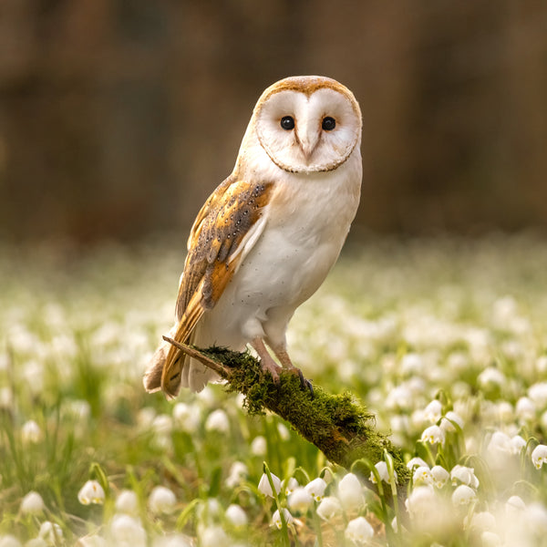 Owls Calendar 2025 Internal Image