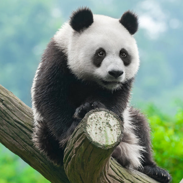 Pandas Calendar 2025 Internal Image