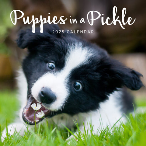 Puppies in a Pickle Calendar 2025 Cover