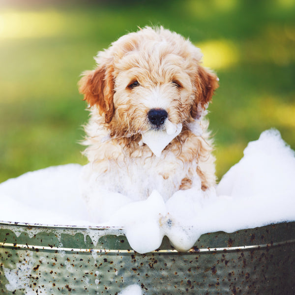 Puppies in a Pickle Calendar 2025 Internal Image
