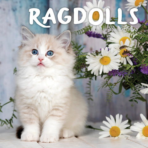 Ragdolls Calendar 2025 Cover