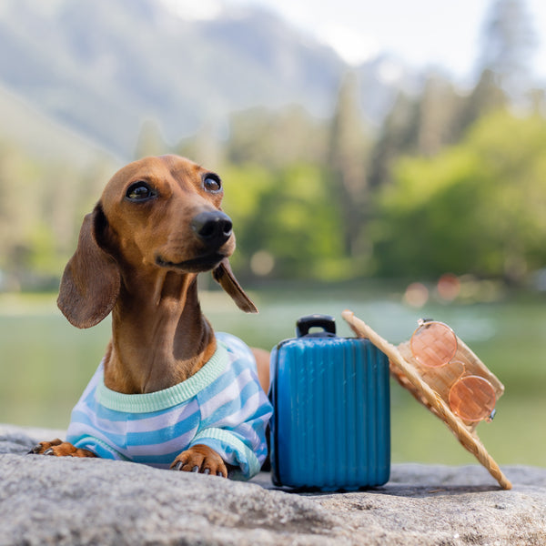 Sausage Dogs Calendar 2025 Internal Image