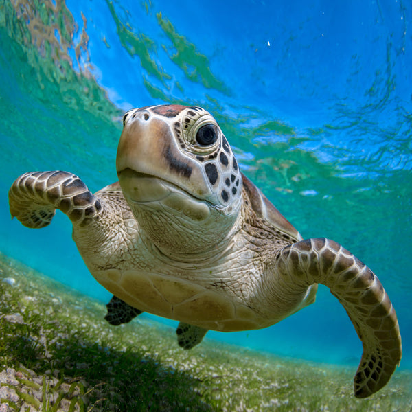 Sea Turtles Calendar 2025 Internal Image