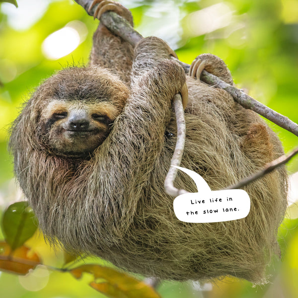 Sloths Calendar 2025 Internal Image