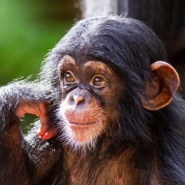 Zoo Babies Calendar 2025 Internal Image