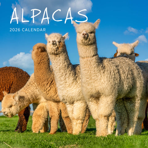 Alpacas 2026 Calendar Cover