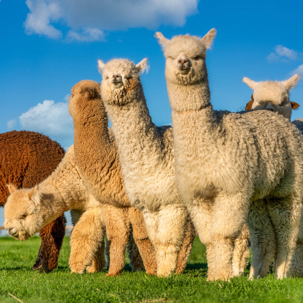 Alpacas 2026 Calendar Internal Image
