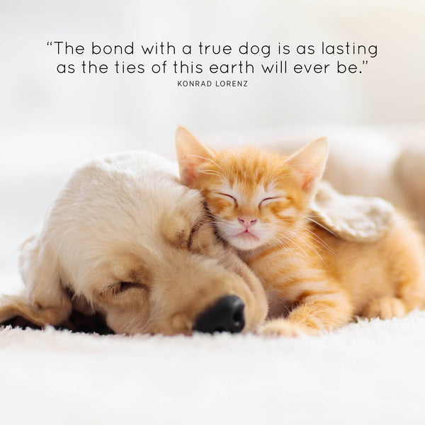 Animal Friends 2026 Calendar Internal Image