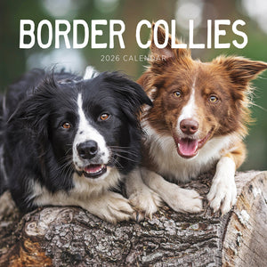 Border Collies 2026 Calendar Cover