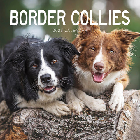 Border Collies 2026 Calendar Cover